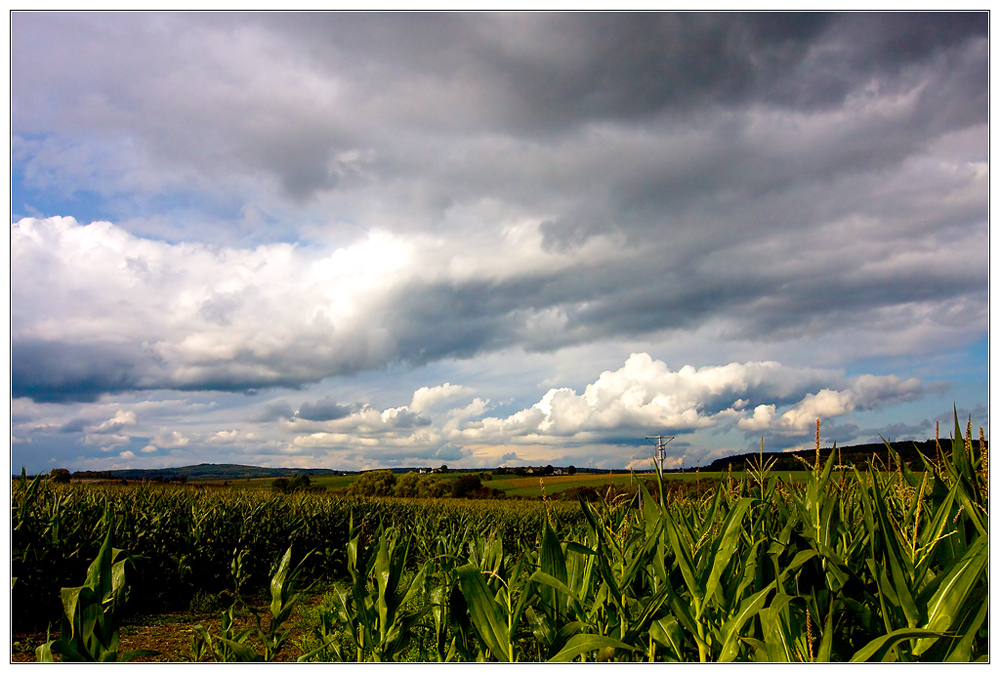 Herbstsachen [7] Maisfeld