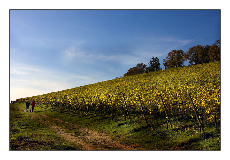 Herbstsachen [8] Spaziergang im Weinberg