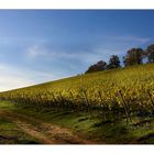 Herbstsachen [8] Spaziergang im Weinberg