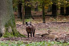 Herbstsalat