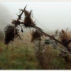 Herbstschätze