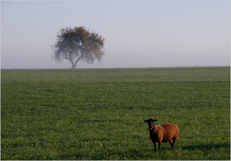 herbstschaf