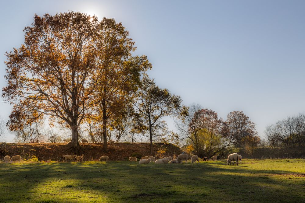 Herbst:Schafe