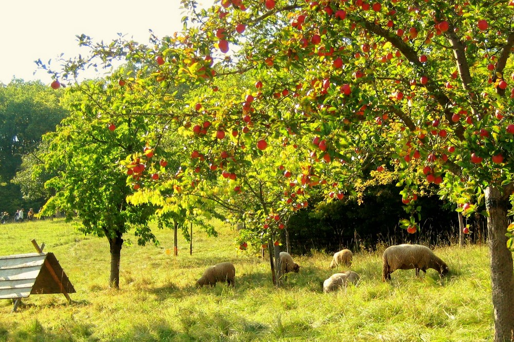 Herbstschafe