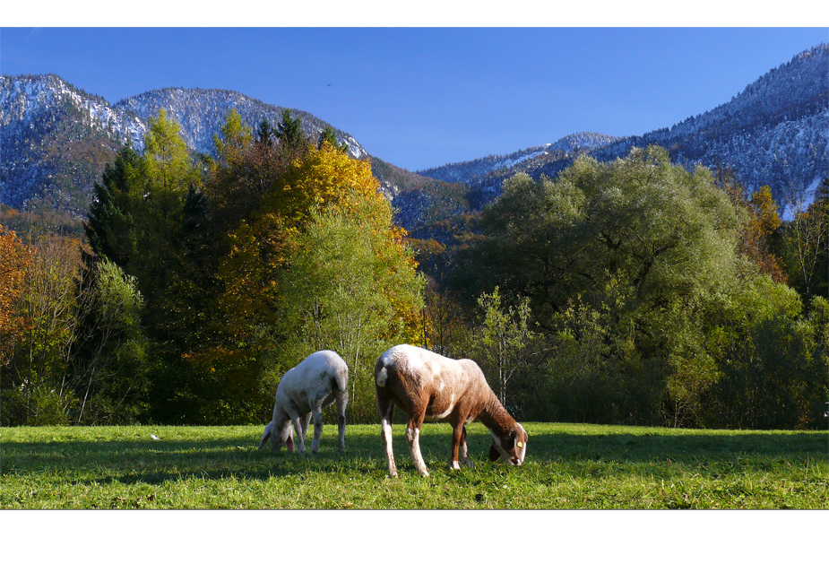 Herbstschafe :-)