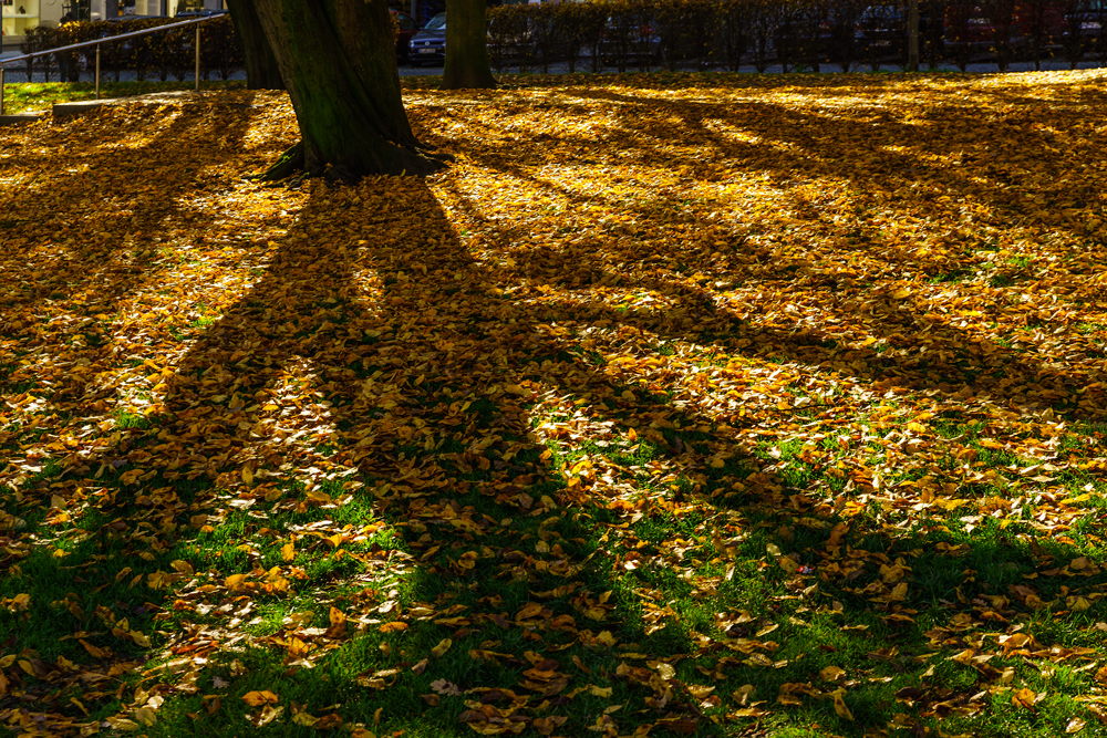 HerbstSchatten