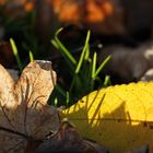 Herbstschatten