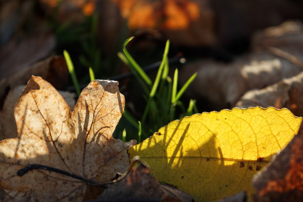 Herbstschatten