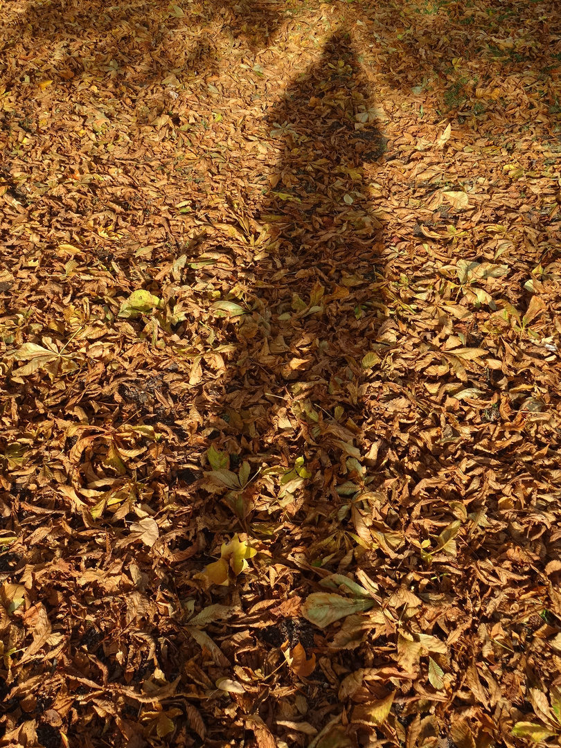 Herbstschatten