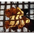 Herbstschatten