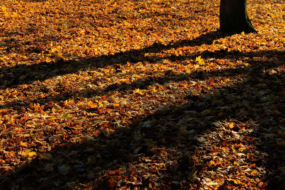 Herbstschatten