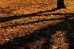 Herbstschatten