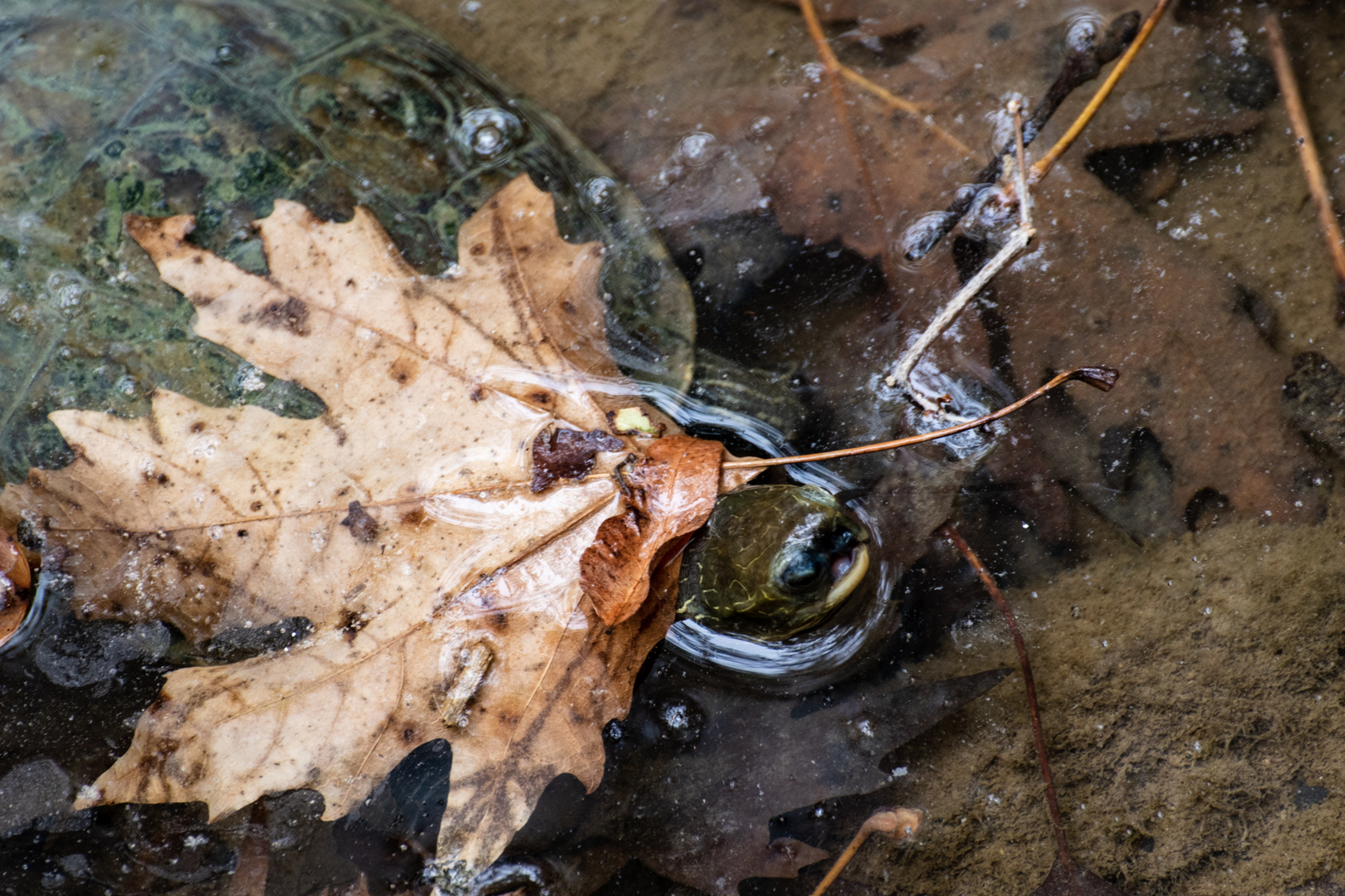 Herbstschildkröte