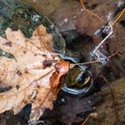 Herbstschildkröte