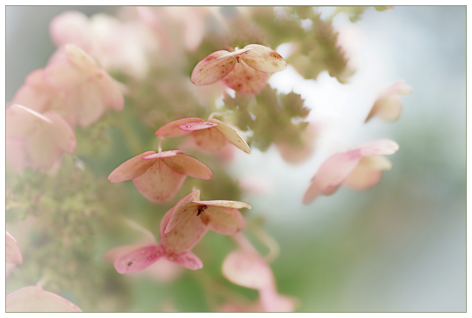 Herbstschirmchen