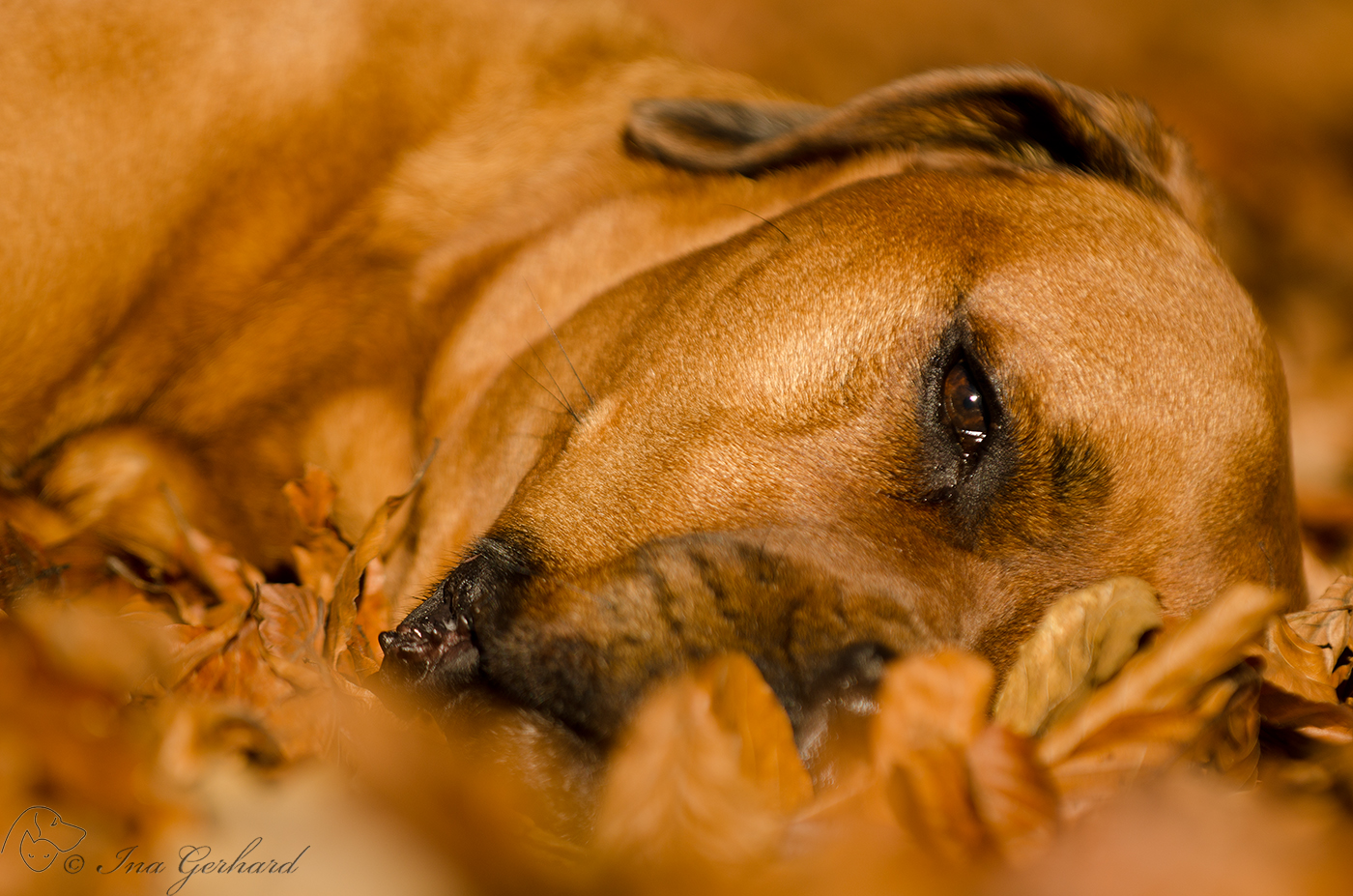 Herbstschläfchen