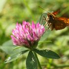 Herbstschmaus