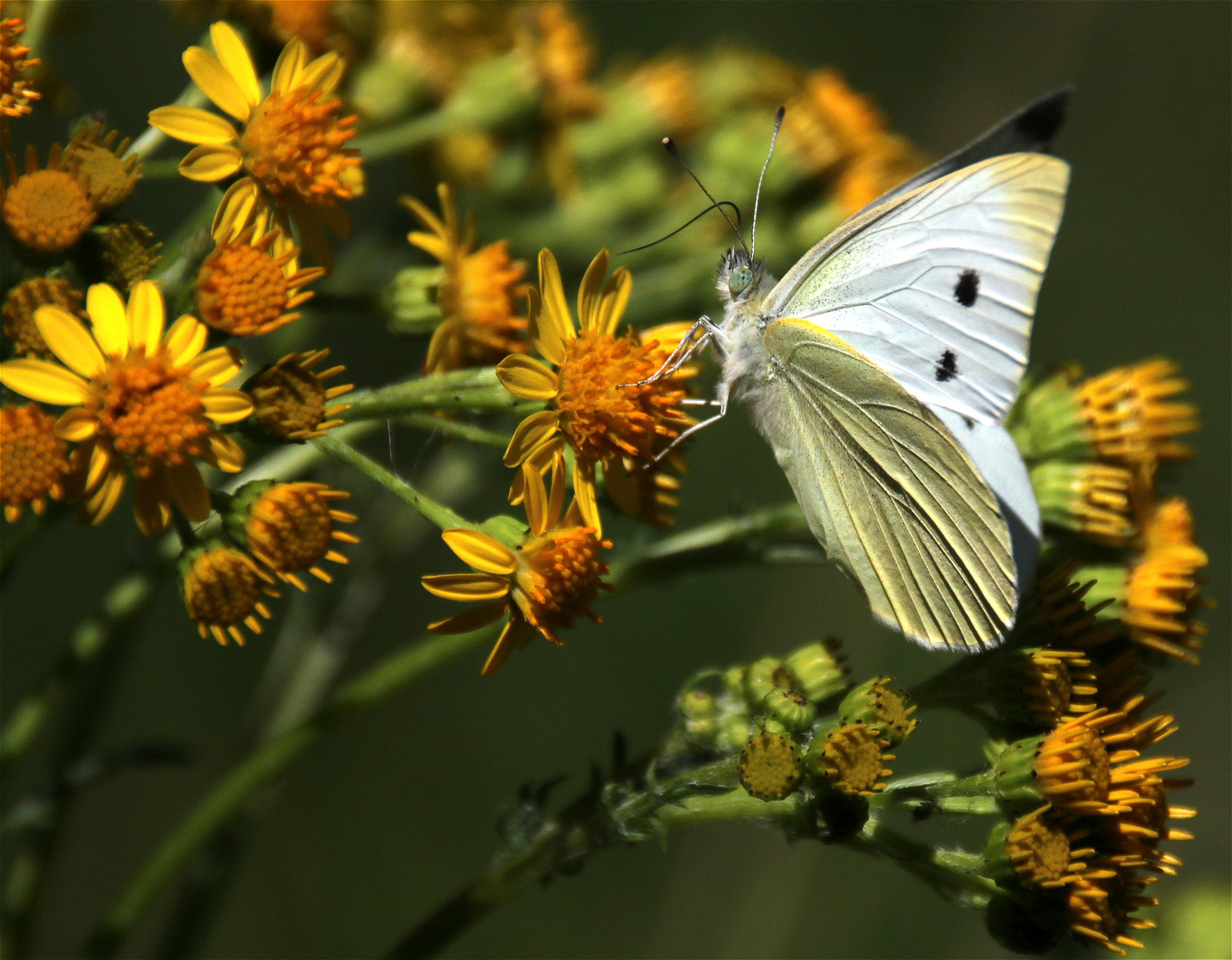 ** Herbstschmetterling **