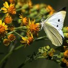 ** Herbstschmetterling **