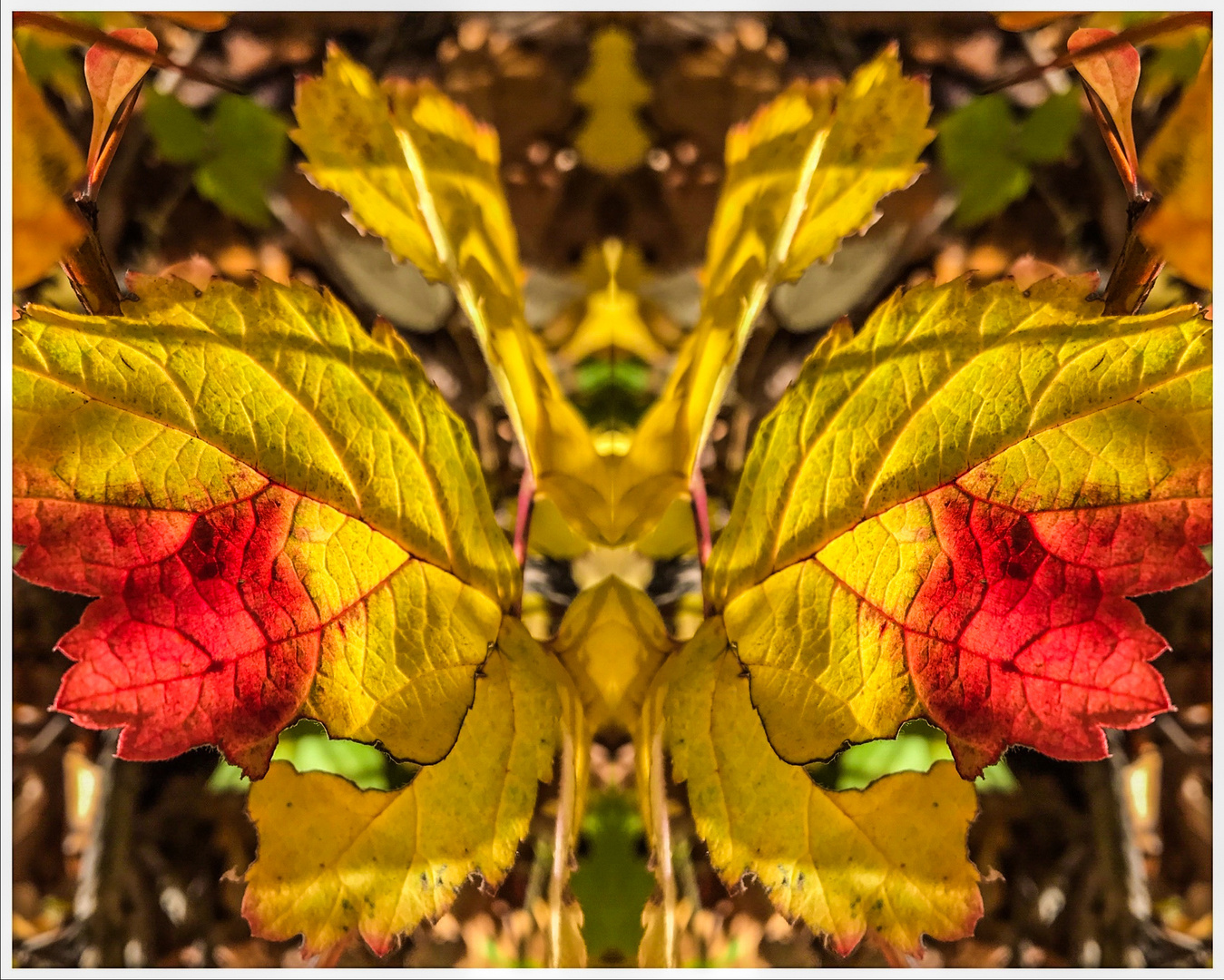 Herbstschmetterling