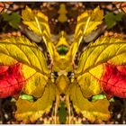 Herbstschmetterling