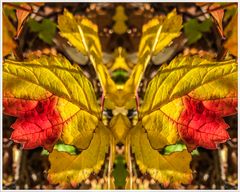 Herbstschmetterling