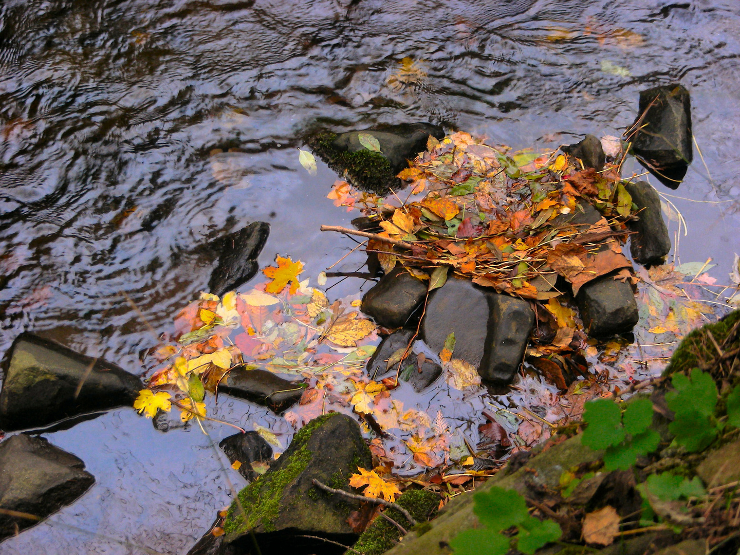 Herbstschmuck...