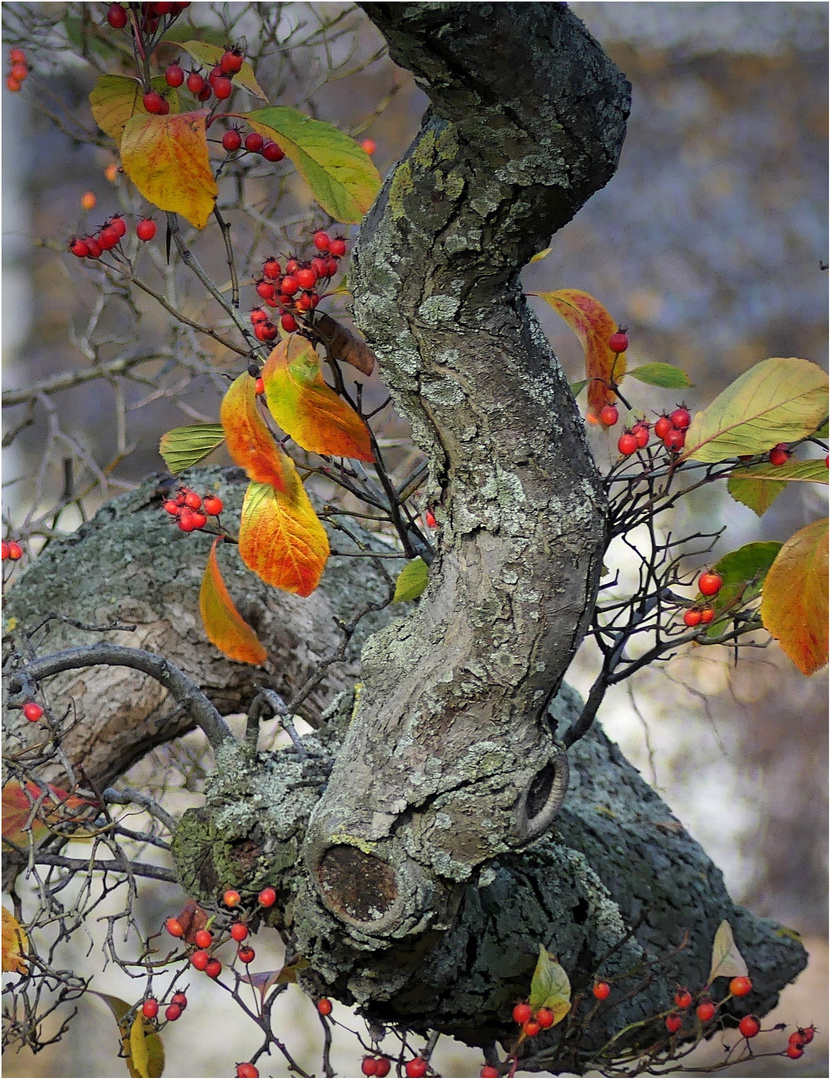 Herbstschmuck