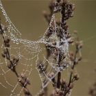 herbstschmuck [2]