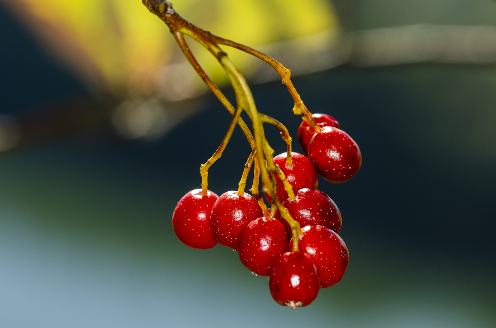 Herbstschmuck