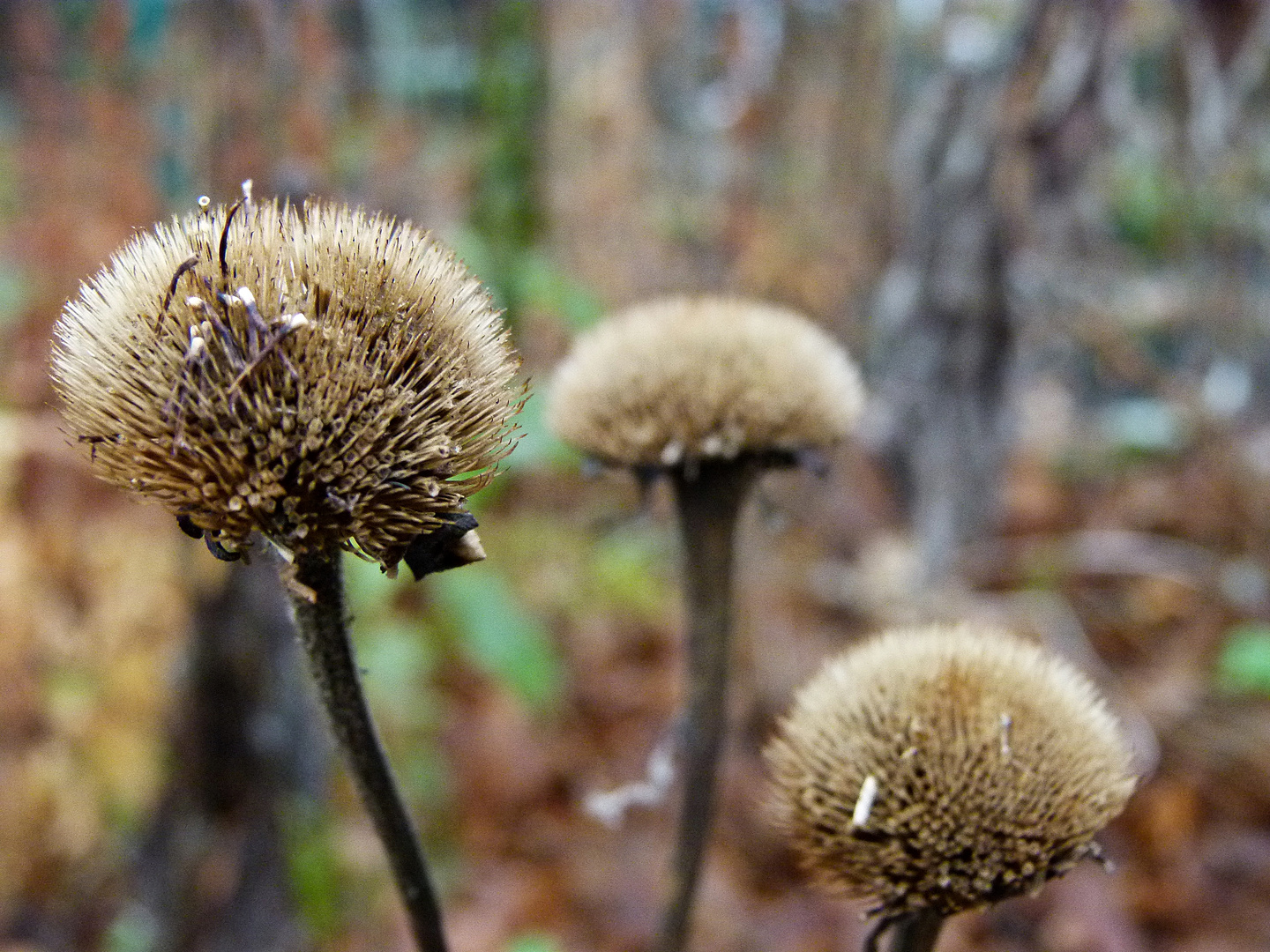 Herbstschmuck