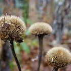 Herbstschmuck