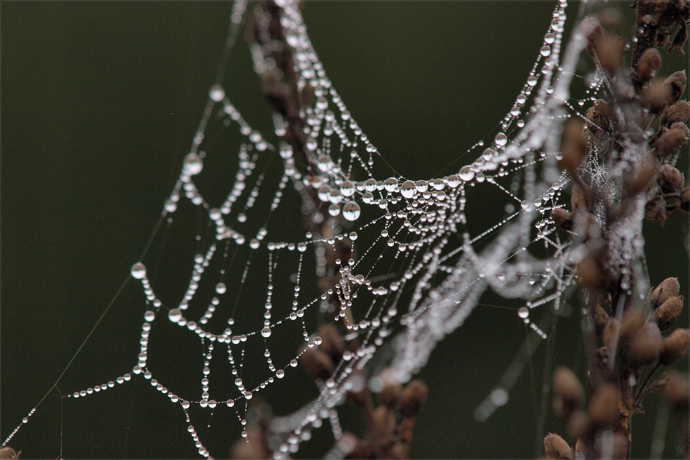 herbstschmuck...