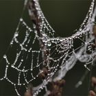 herbstschmuck...