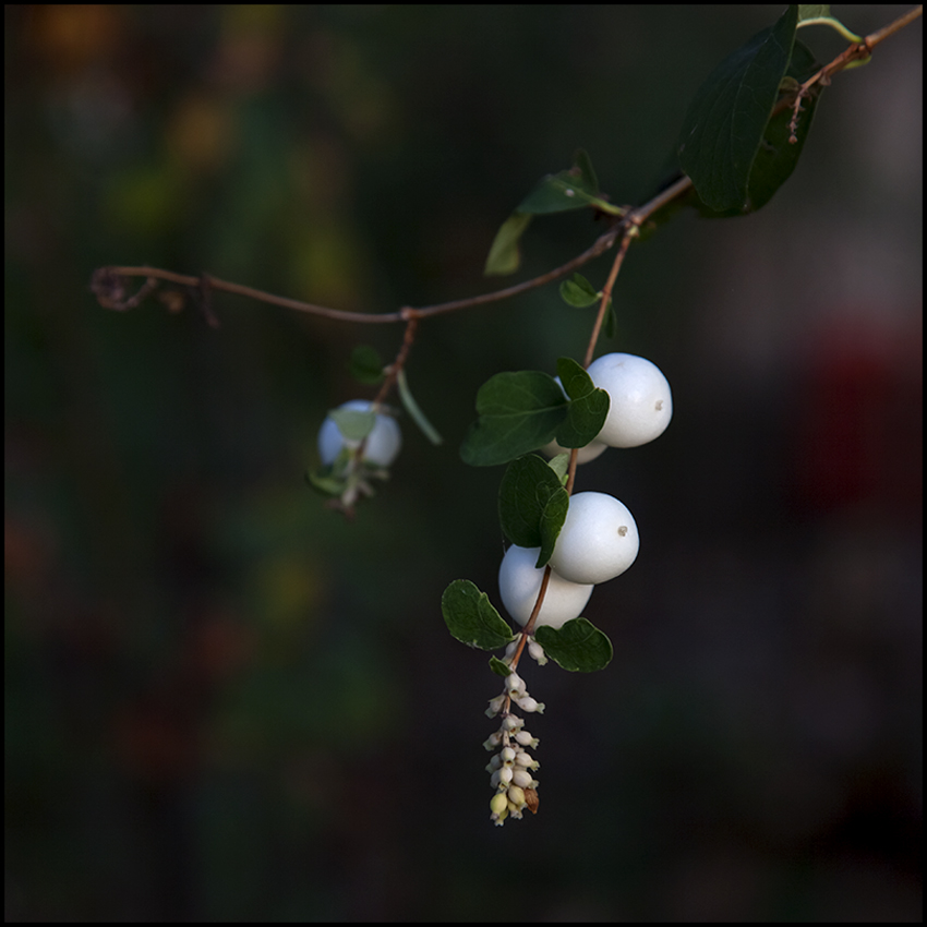 Herbstschmuck