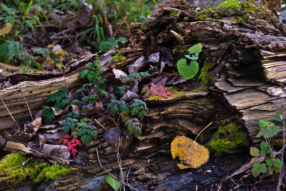 " Herbstschmuck "