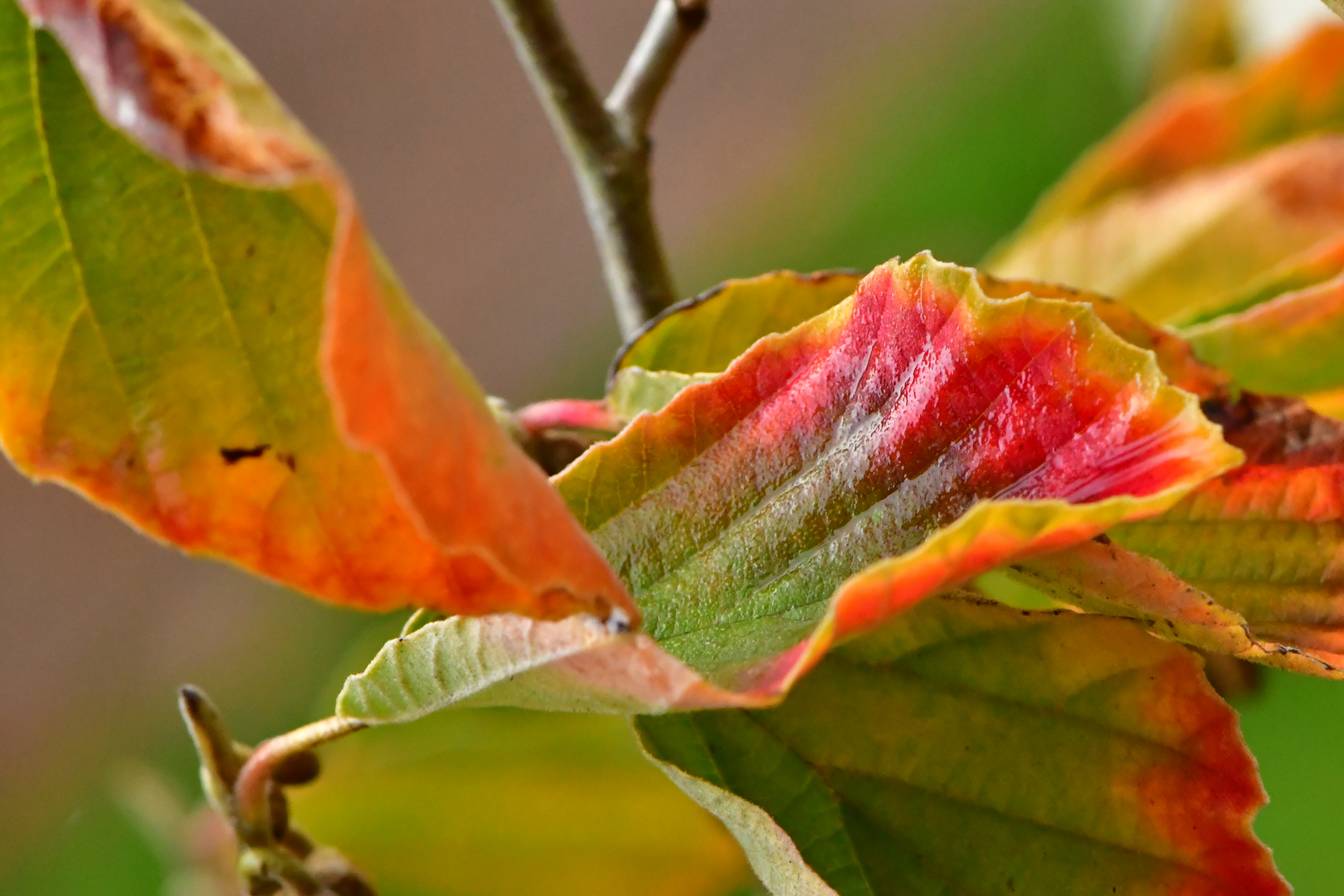 Herbstschmuck ...