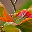 Herbstschmuck ...