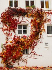 Herbstschmuck an der Hausfassade