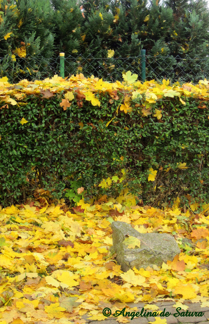 Herbstschmuck © Angelina de Satura