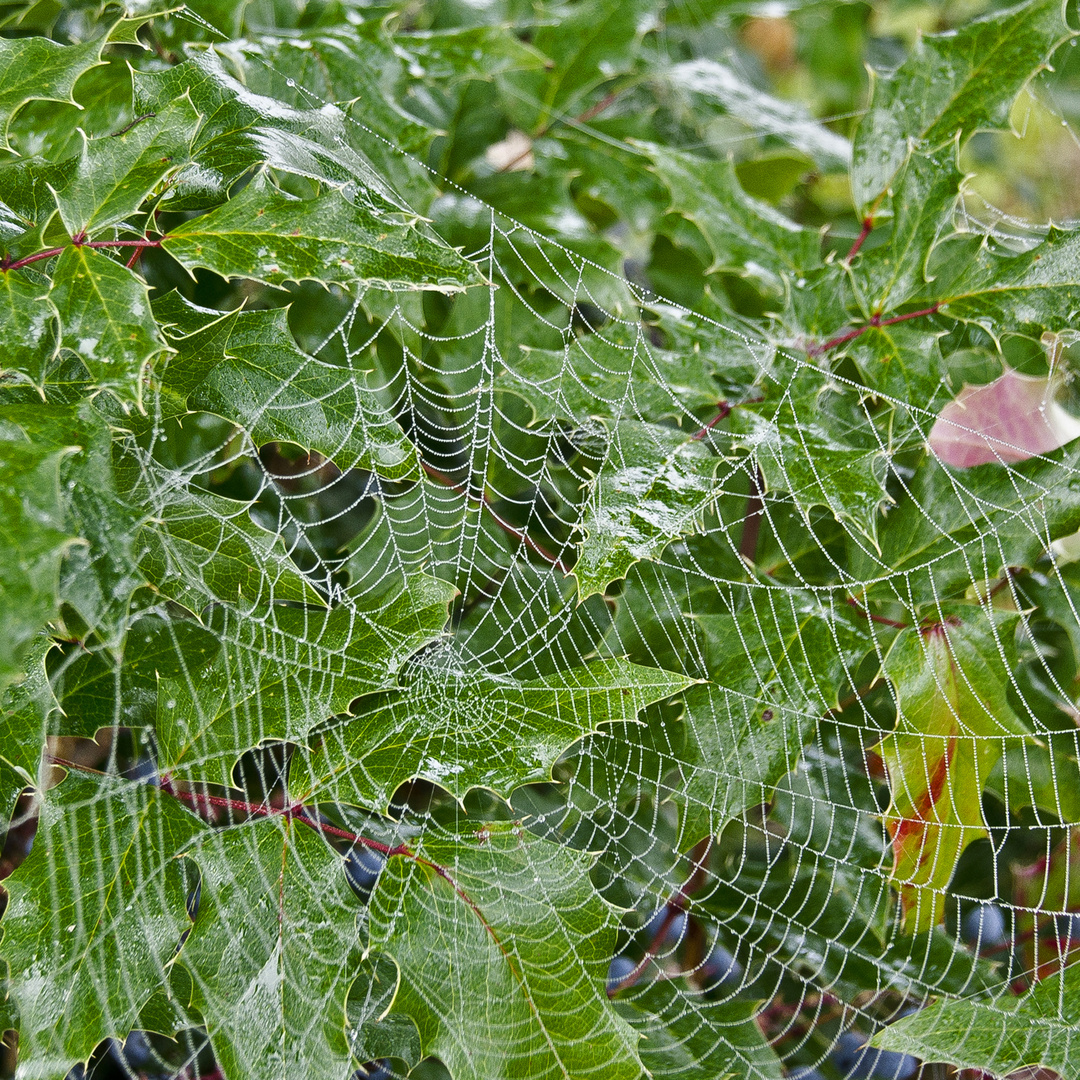 Herbstschmuck