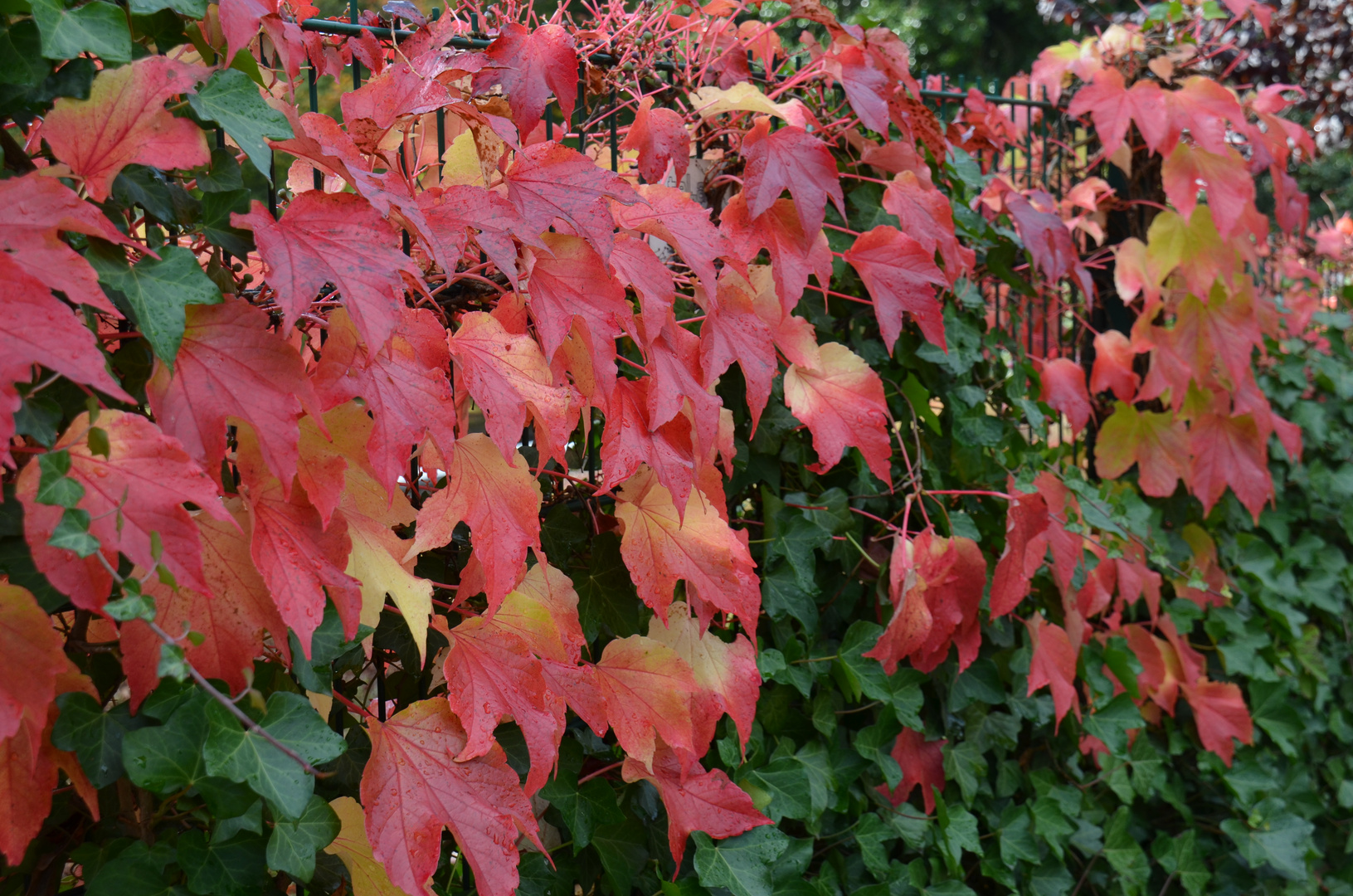 Herbstschmuck