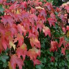 Herbstschmuck