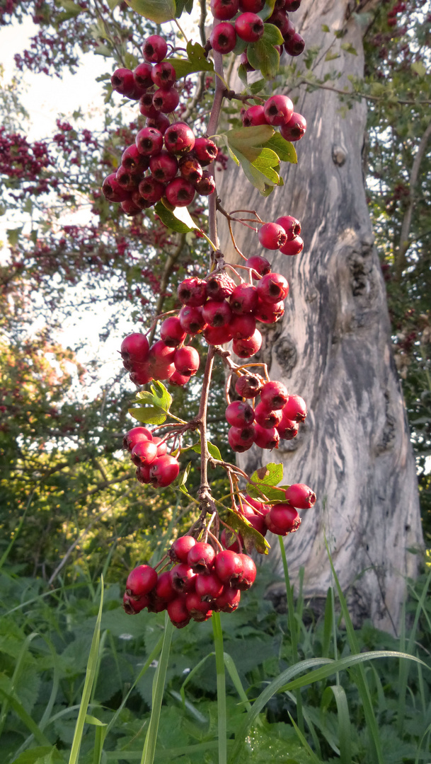 "Herbstschmuck"