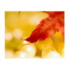 - herbstschmuck I -