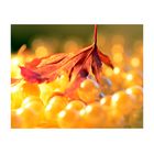 - herbstschmuck III -