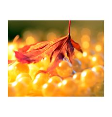 - herbstschmuck III -