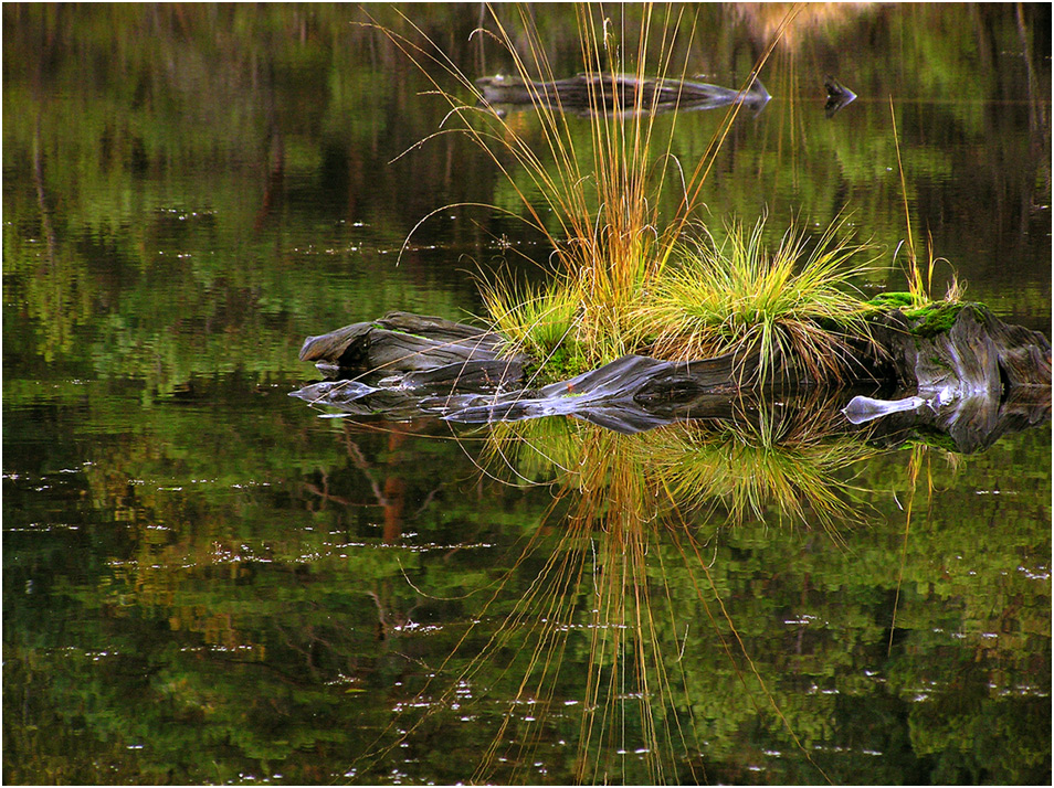 Herbstschmuck im Waldteich