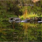 Herbstschmuck im Waldteich