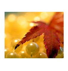 - herbstschmuck IV -